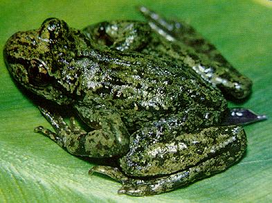 FROG7-Tailed Frog.jpg
