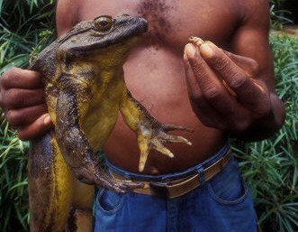Goliath-frog-being-held-and-compared-to-the-tiny-reed-frog.jpg