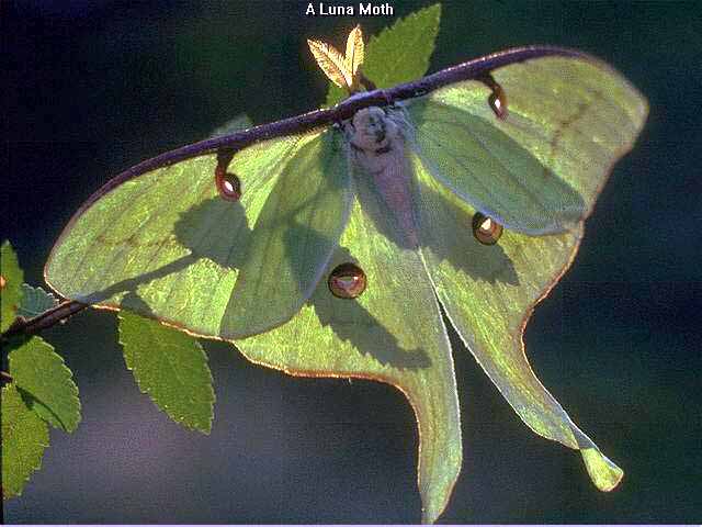 Luna Moth 01.jpg
