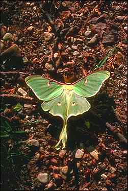 Moth0004-Luna Moth-perching on ground.jpg