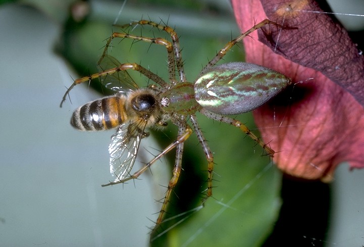 SHImg0015-Lynx Spider Hunting Honeybee.jpg