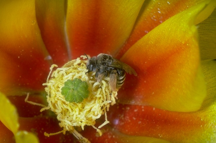 SHImg0024-Honeybee-Sipping Cactus Nectar.jpg