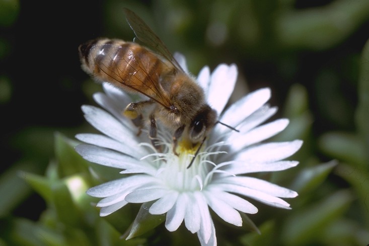 SHImg0045-Honeybee-Sipping Nectar.jpg
