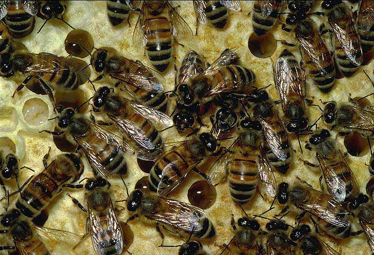 SHImg2084a-Honeybees-Working-Home.jpg
