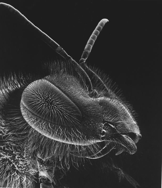 Honeybee Head.jpg