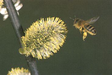 Honeybee 00-Quest4Nectar.jpg