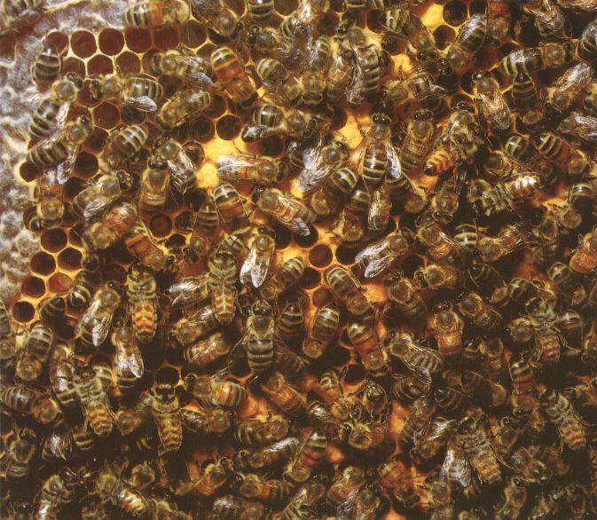 Honeybee 01-Many in home.jpg