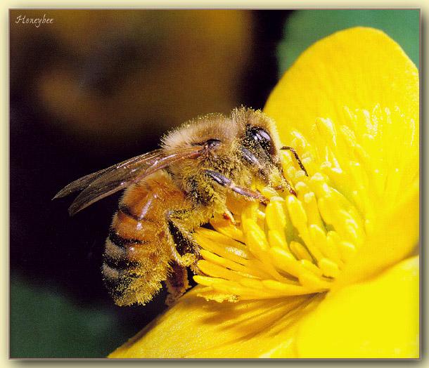 Honeybee01-on yellow flower.jpg
