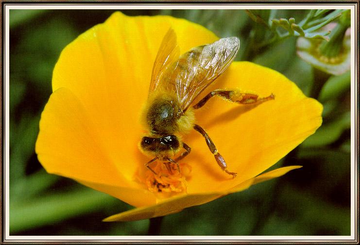 honeybee02-sj.jpg