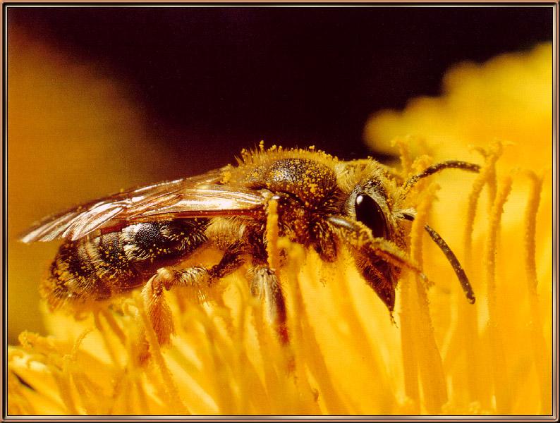 honeybee03-sj.jpg