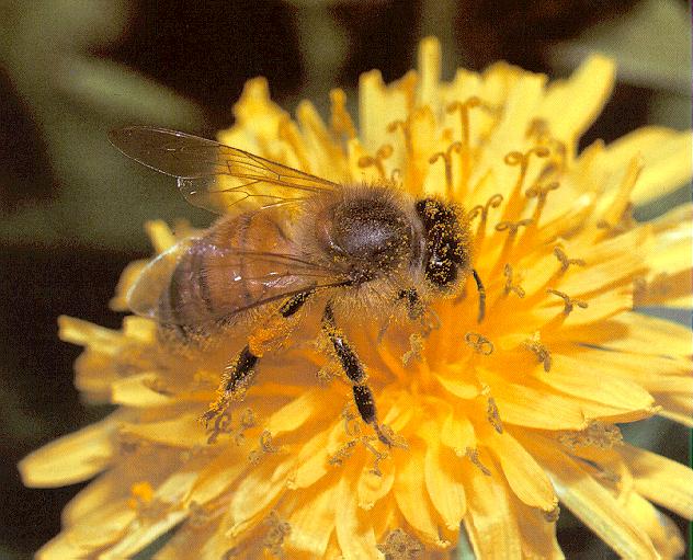 Honeybee-3-On Yellow Flower.jpg