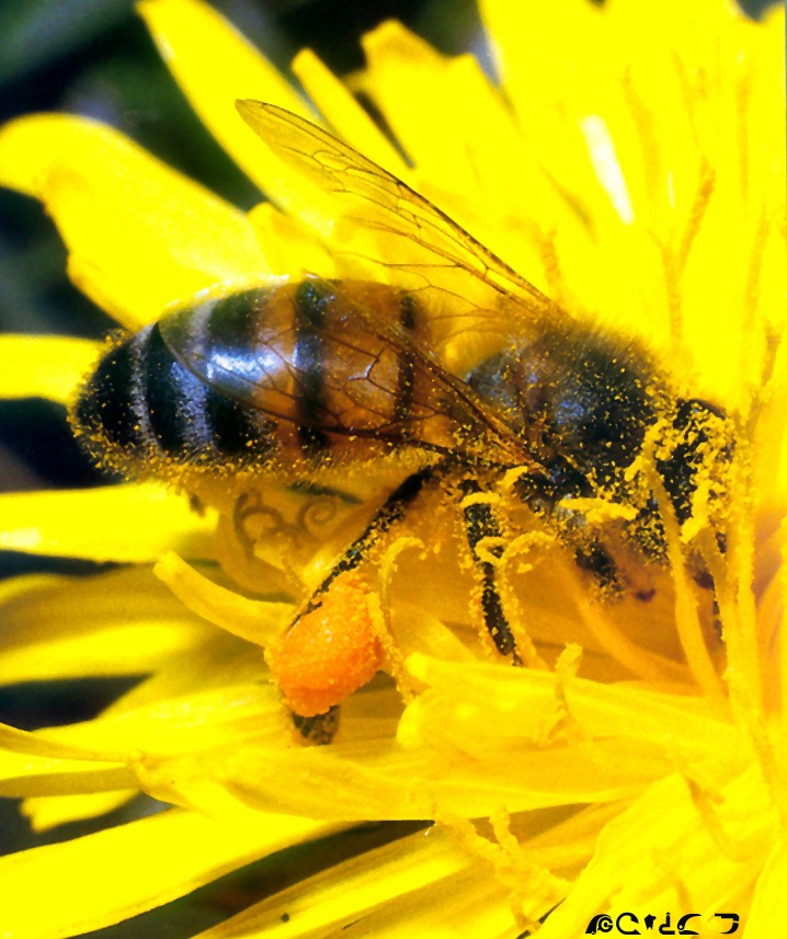 Honeybee-in yellow flower.jpg