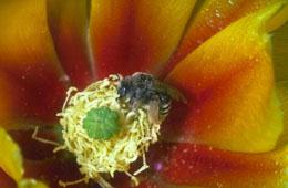 Honeybee On Cactus Flower.jpg