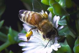 Honeybee On Flower01.jpg
