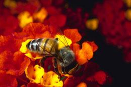 Honeybee On Flower02.jpg