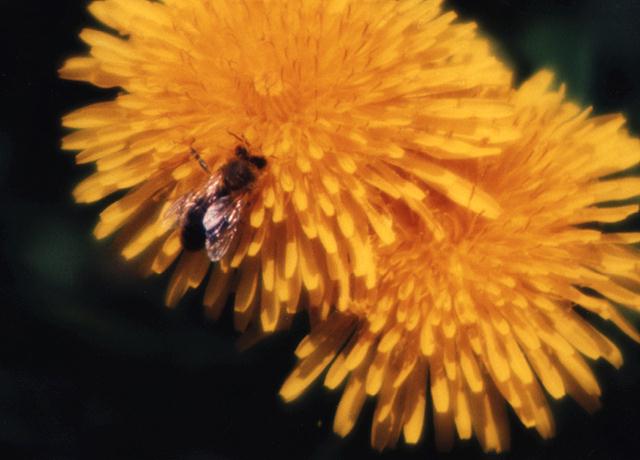 Honeybee-On Flower-biene1.jpg