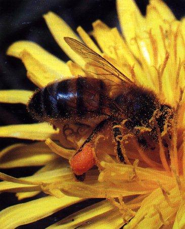 Honeybee-On Yellow Flower.jpg