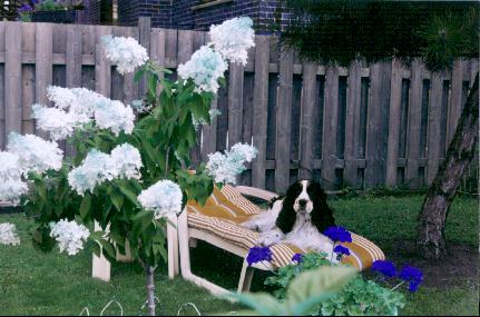 Toby-Springer Spaniel Dog-in garden.jpg