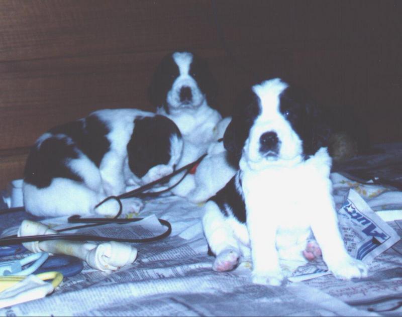 dog-Baby Springer Spaniels 04.jpg