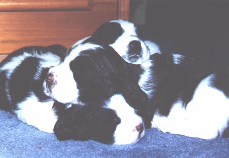 dog-Baby Springer Spaniels 06.jpg