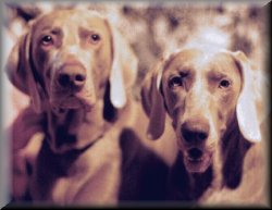 weim03-Weimaraner Dogs-double.jpg