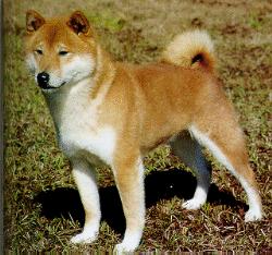 DOG Shiba Inu.jpg