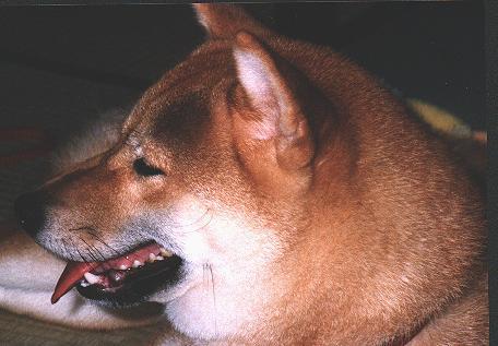 siba jpg-Japanese Siba Dog-face closeup.jpg