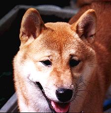 Siba100jpeg-Japanese Siba Dog-face closeup.jpg