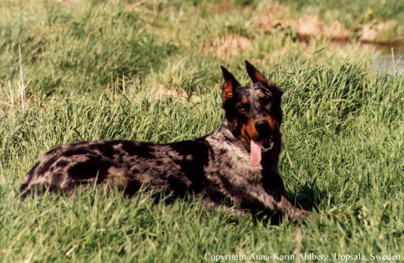 Urgla07-Australian Cattle Dog-resting on grass.jpg
