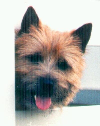 Chien2-Cairn Terrier-Dog Face.jpg