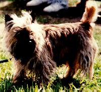 DOG Cairn Terrier.jpg
