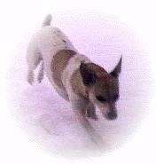 dog-Danish Terrier-ullr01.gif