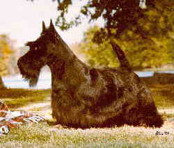 DOG Scottish Terrier.jpg