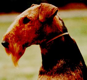 DOG Welsh Terrier.jpg