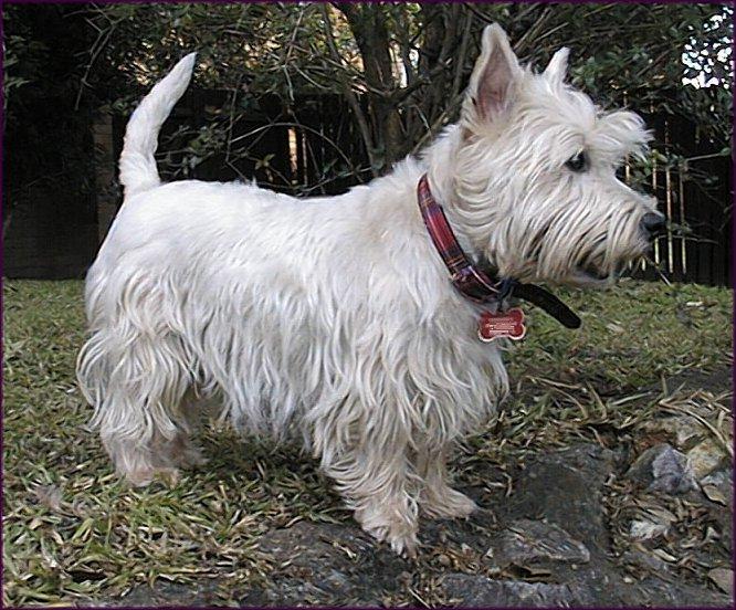 Hamish-West Highland White Terrier-portrait.jpg