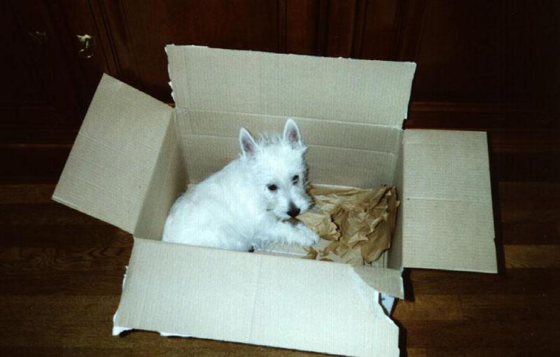 Jodie1 b b-West Highland White Terrier Dog-in box.jpg