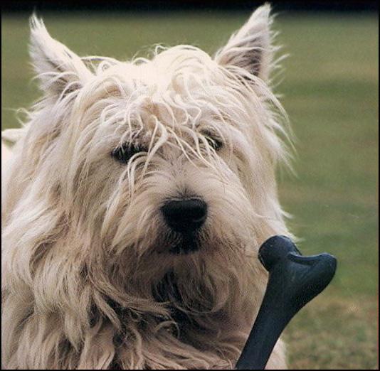 K-9Breed-Westie-West Highland White Terrier Dog-aa-FaceCloseup.jpg