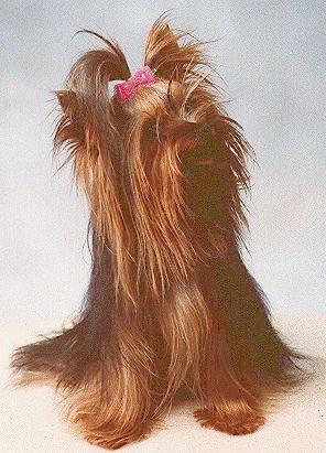 yorkie02-Yorkshire Terrier-dog.jpg
