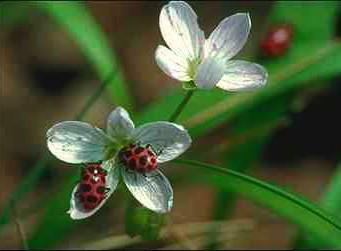 Ladybugs-on white flower.jpg