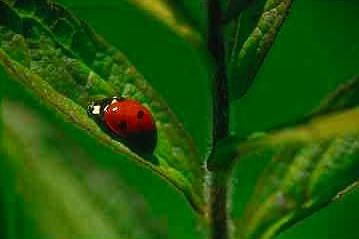 Ladybug1-on green leaf.jpg