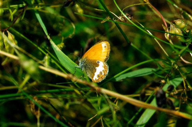 Tiny Beasty-carcania-Pearly Heath Butterfly.jpg