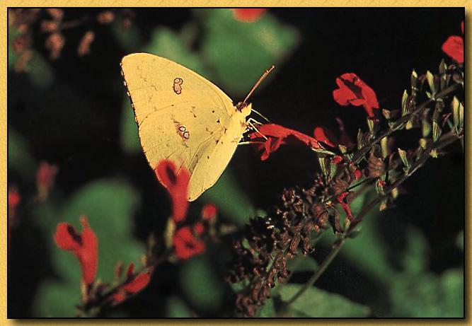 Cloudless Sulphur Butterfly 01.jpg