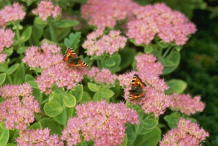 Swallowtail Butterflies-On Pink Flowers.jpg