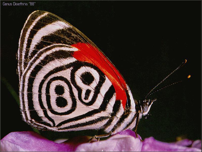 88-butterfly.jpg