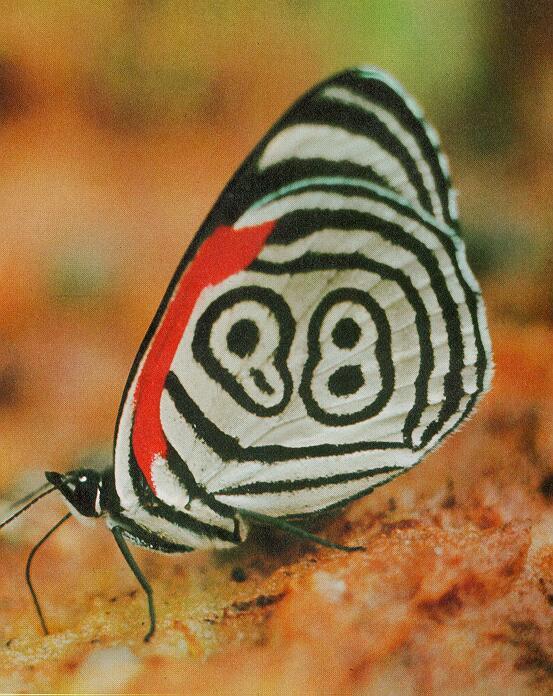 Tiny Beasty-88-Patterned Butterfly-On Land.jpg
