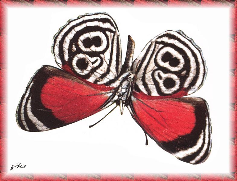 zfox butterfly misc 23.jpg