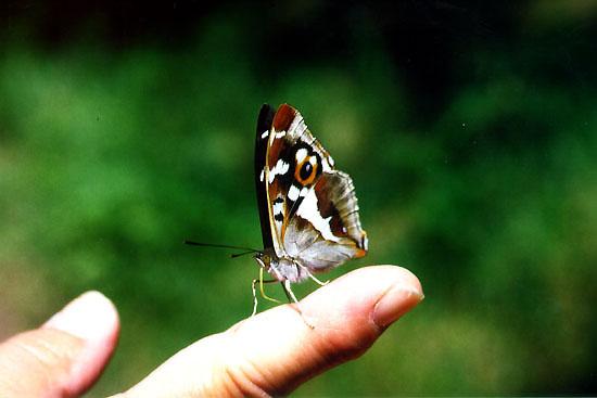 Tiny Beasty-airis1-Purple Emperor Butterfly On Finger.jpg