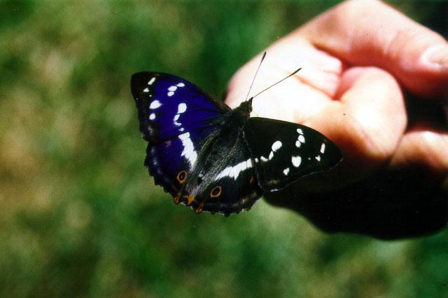 Tiny Beasty-airis2-Purple Emperor Butterfly On Finger.jpg