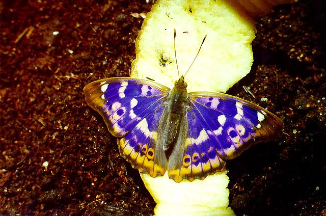 Tiny Beasty-airis3-Purple Emperor Butterfly.jpg