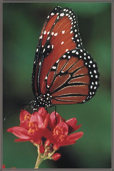 Queen Butterfly 01-Sipping Nectar.jpg